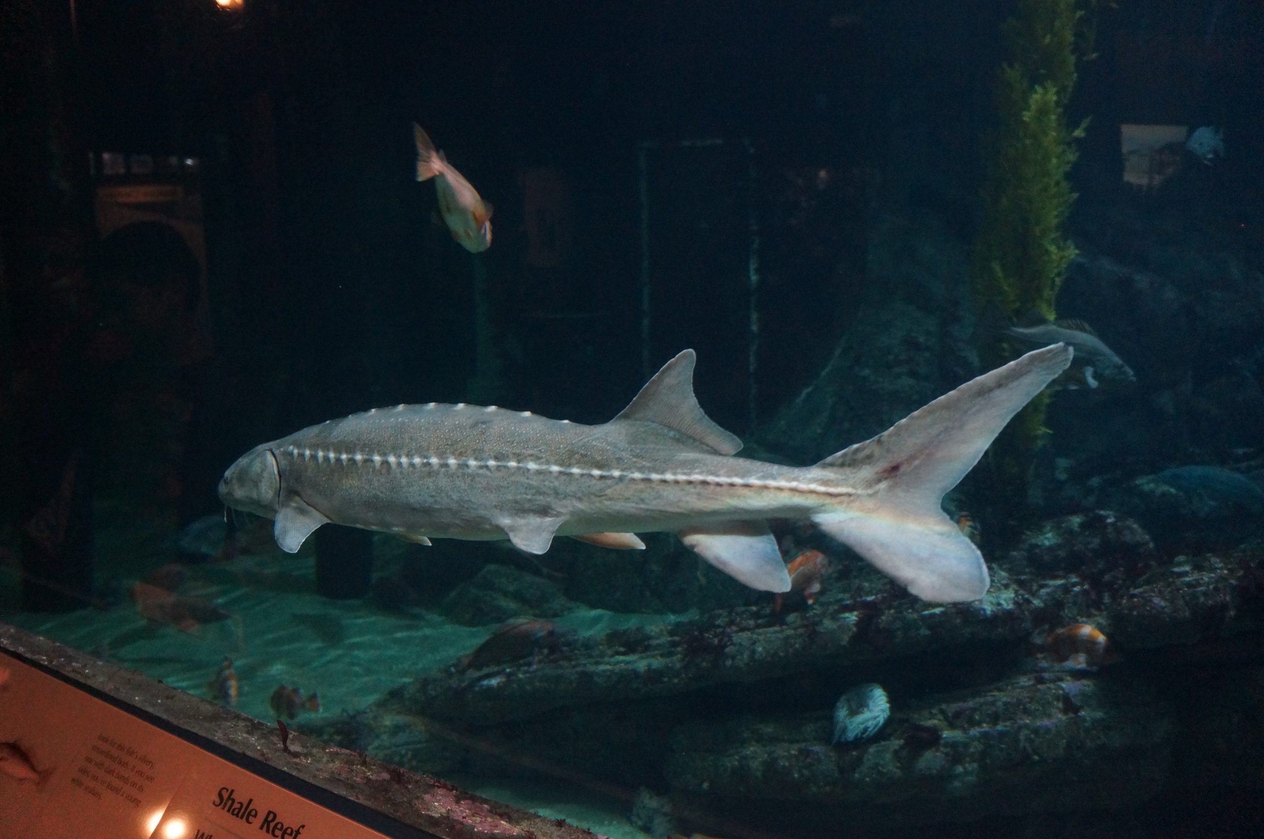 Shark Monterey Aquarium 2019
