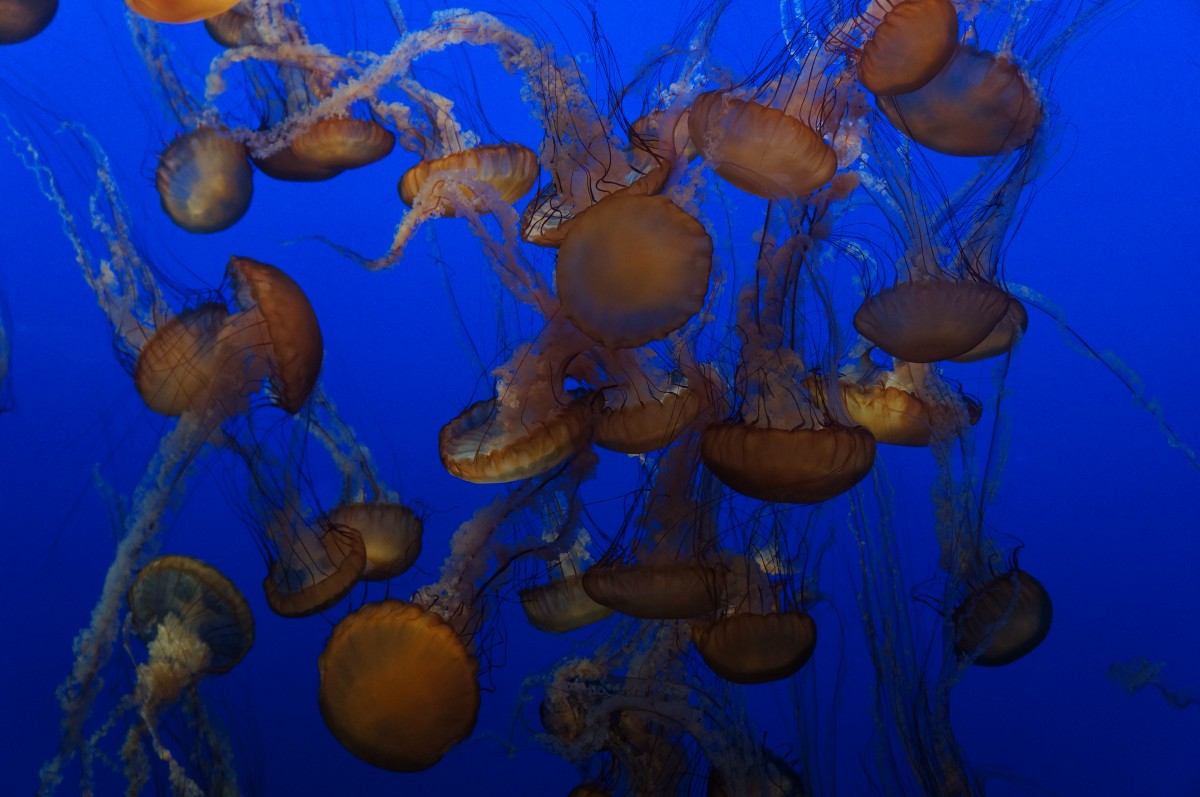 Jelly Fish Monterey Bay Aquarium