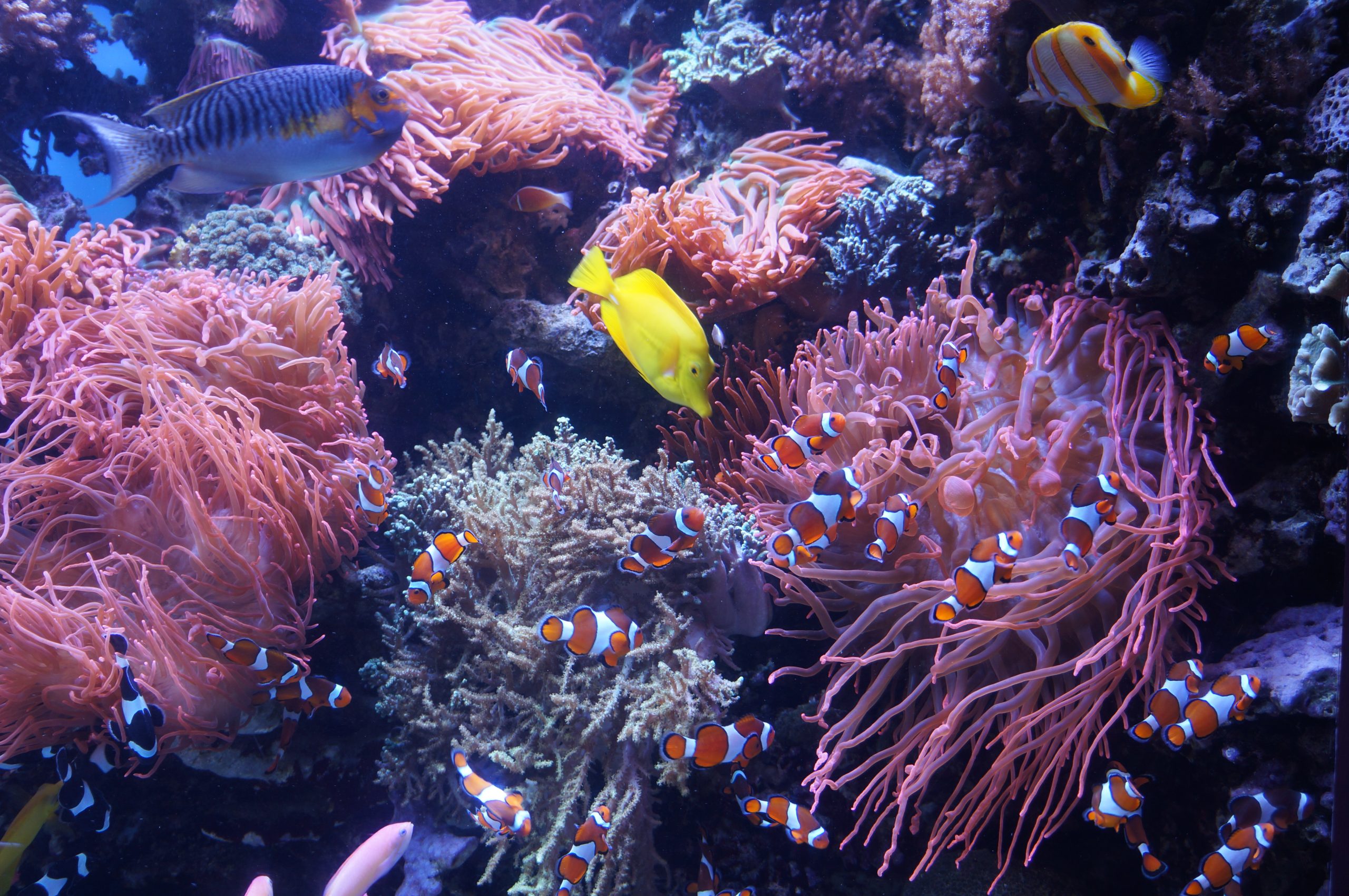 Fish Monterey Aquarium 2019